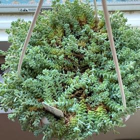 Photo of the plant species Blue Tears Sedum by @IntegralLithop named Lola on Greg, the plant care app