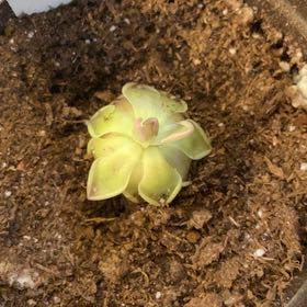 Photo of the plant species pinguicula estrellita by @IntegralLithop named Dax on Greg, the plant care app