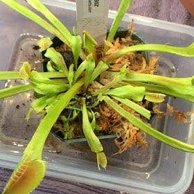 Photo of the plant species Dionaea muscipula 'B-52' by @IntegralLithop named Clooney on Greg, the plant care app