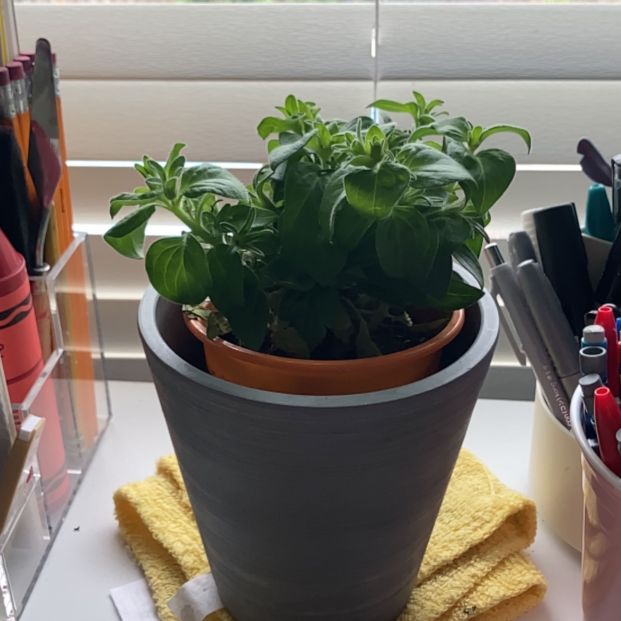 Photo of the plant species Petunia 'hot lips' by @DazzlingSquash named Finn on Greg, the plant care app