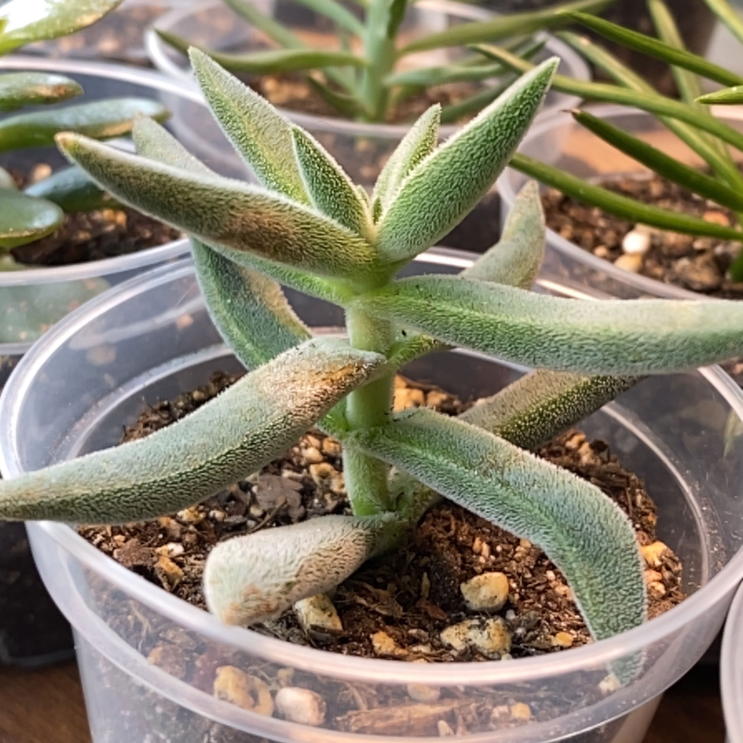 Photo of the plant species Crassula Tenelli by @FitStinkhorn named Bella on Greg, the plant care app