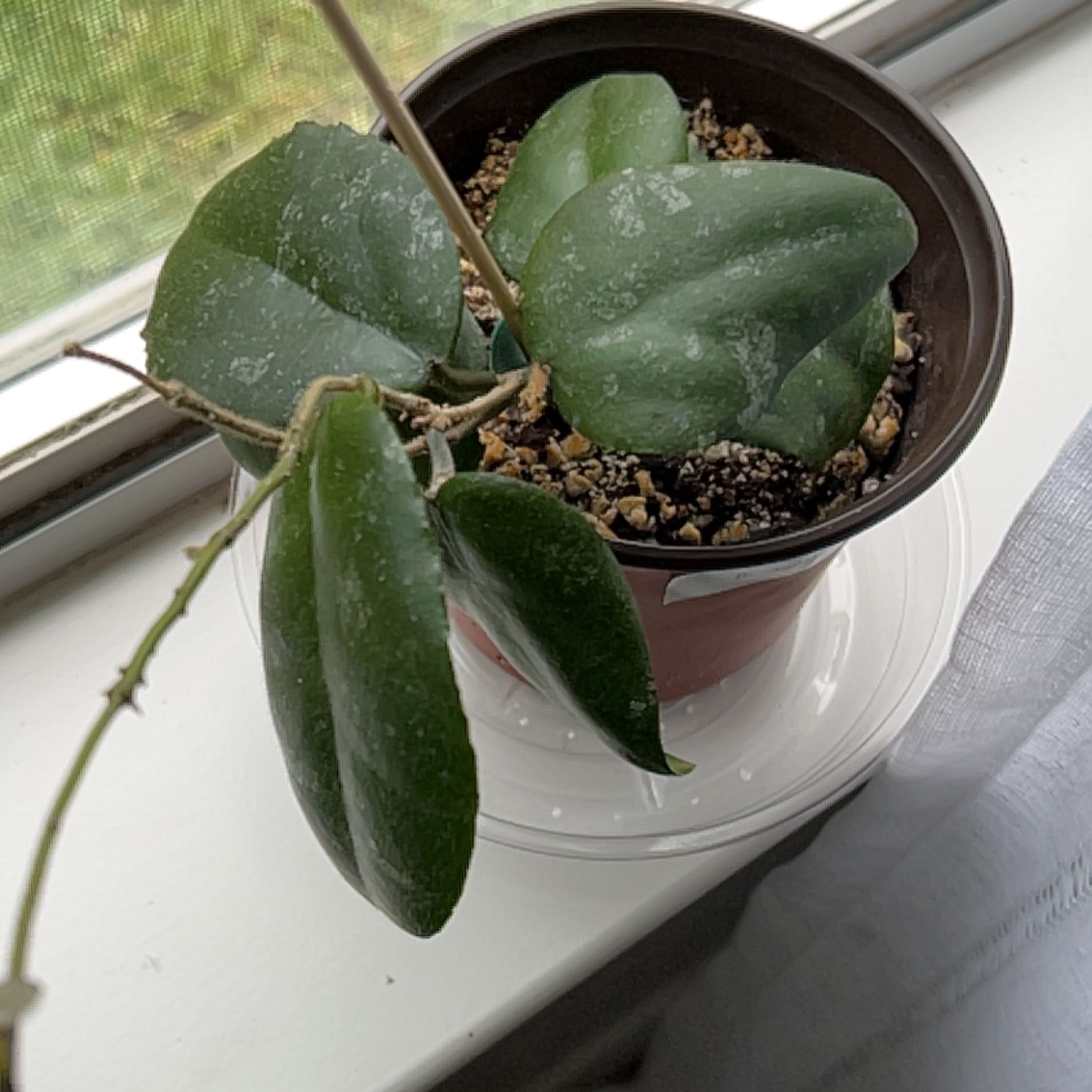 Hoya caudata Sumatra plant in a pot on a windowsill with healthy green leaves.