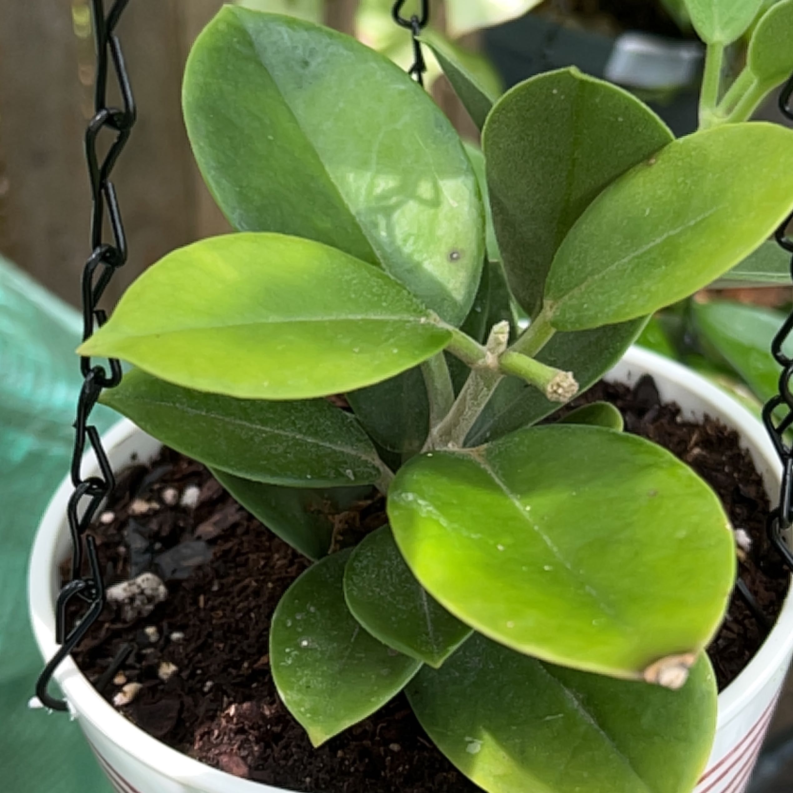 Potted White Bladderflower plant with healthy green leaves.
