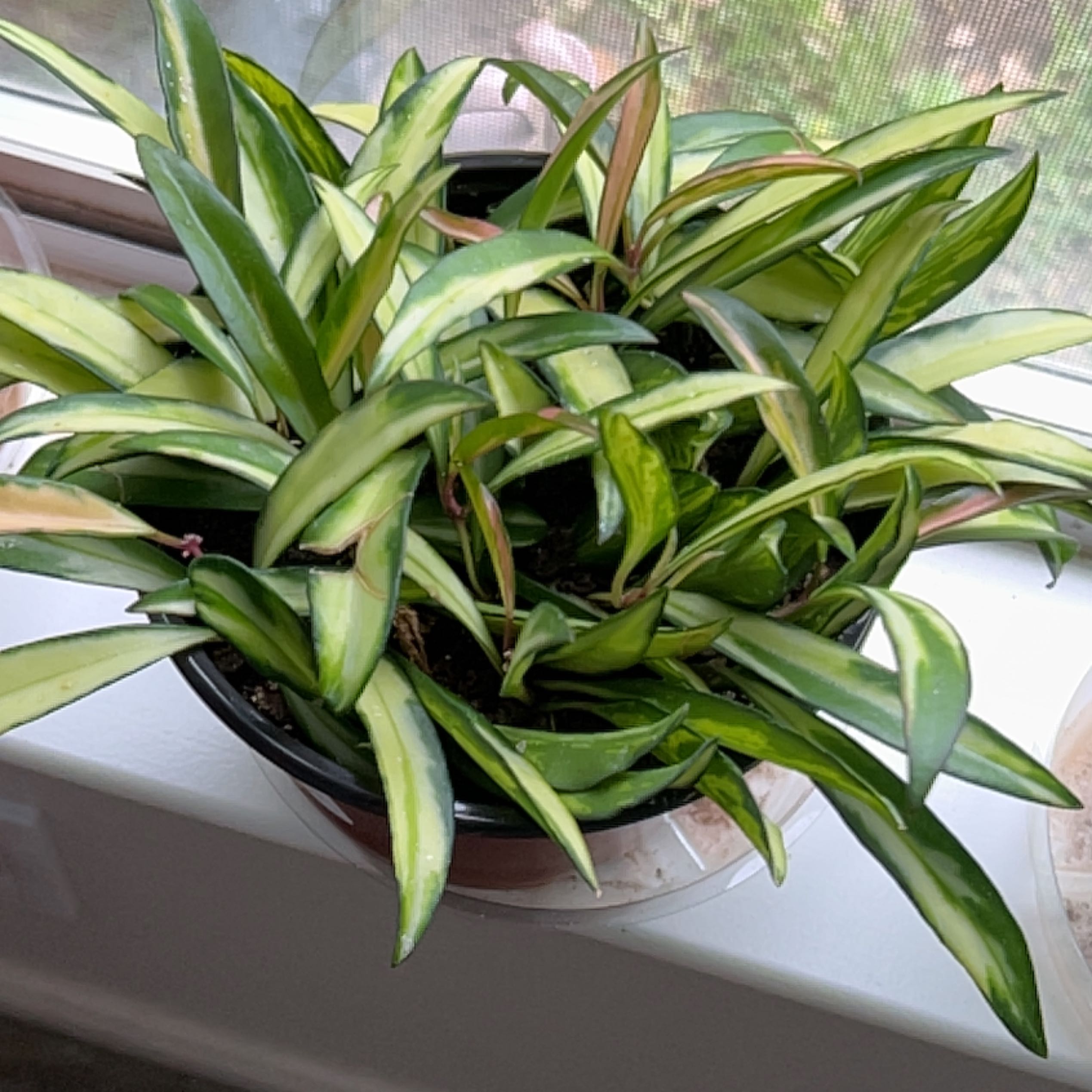 Variegated Hoya kentiana plant in a pot on a windowsill with vibrant green and cream-colored leaves.