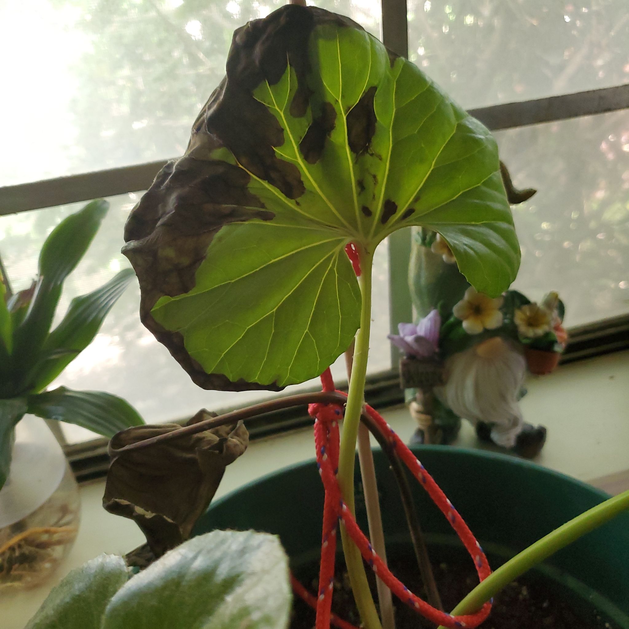 Leopard Plant with browning and black spots on leaves, potted near a window.