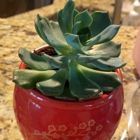 Photo of the plant species Echeveria 'Blue Topaz' by @DesirableBetel named Satya on Greg, the plant care app
