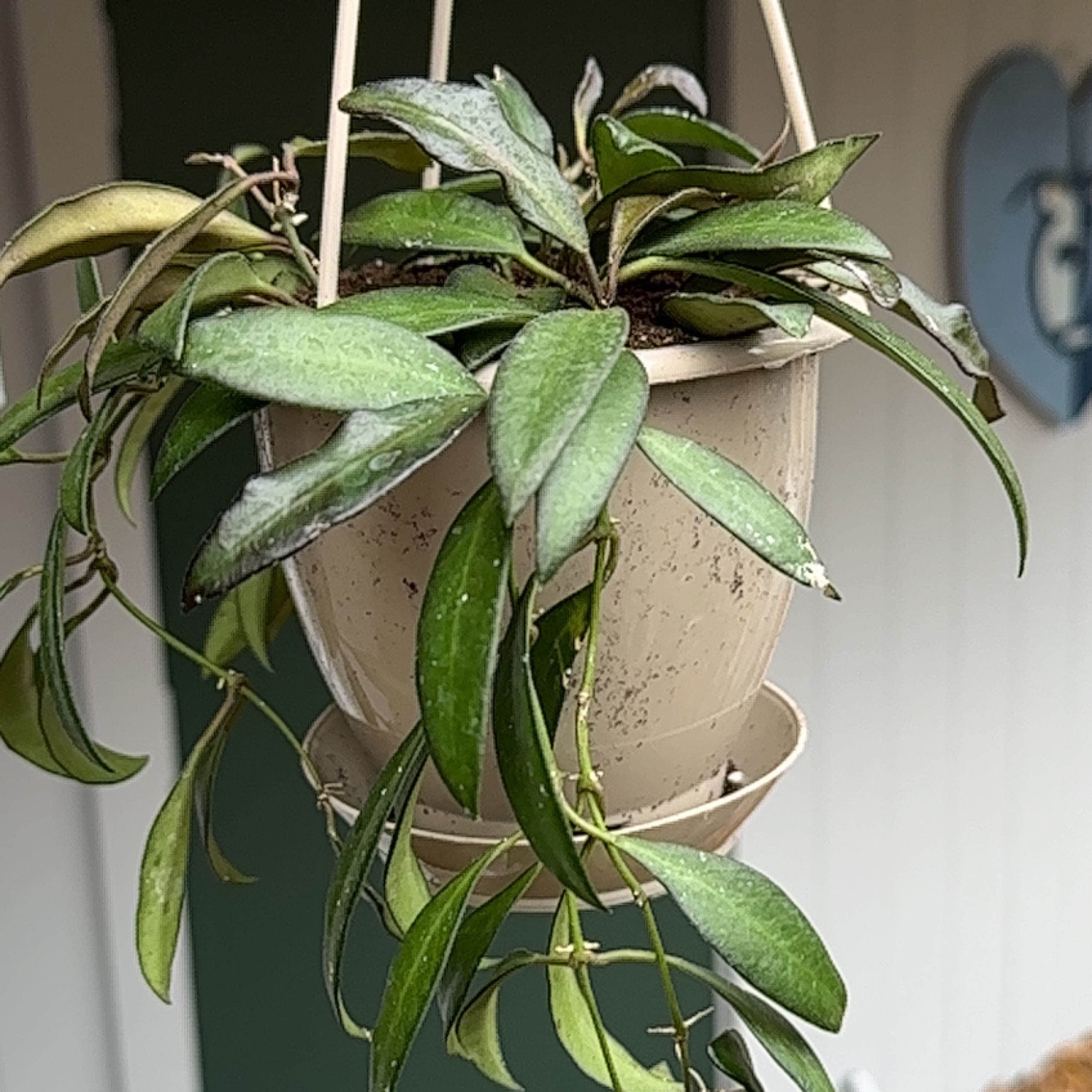 Hoya 'Rosita' plant in a hanging pot with green leaves, slight discoloration visible.