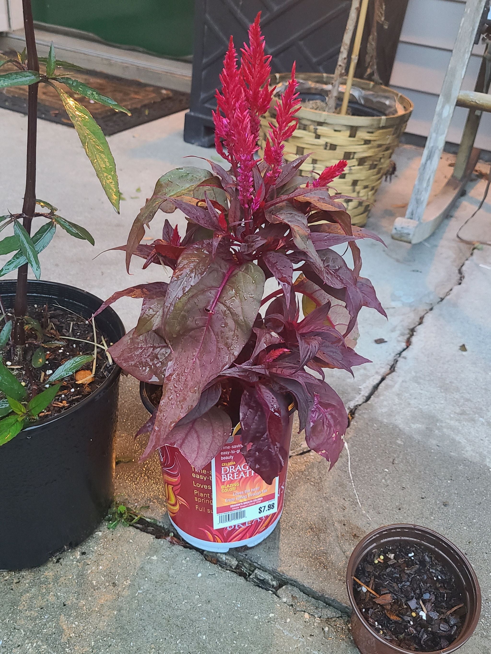 🐉 Why Are My Dragon's Breath Celosia Leaves Curling?