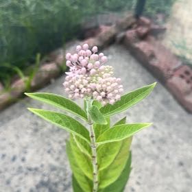 Photo of the plant species Swamp Milkweed by @Growthlooksgood named Duke on Greg, the plant care app