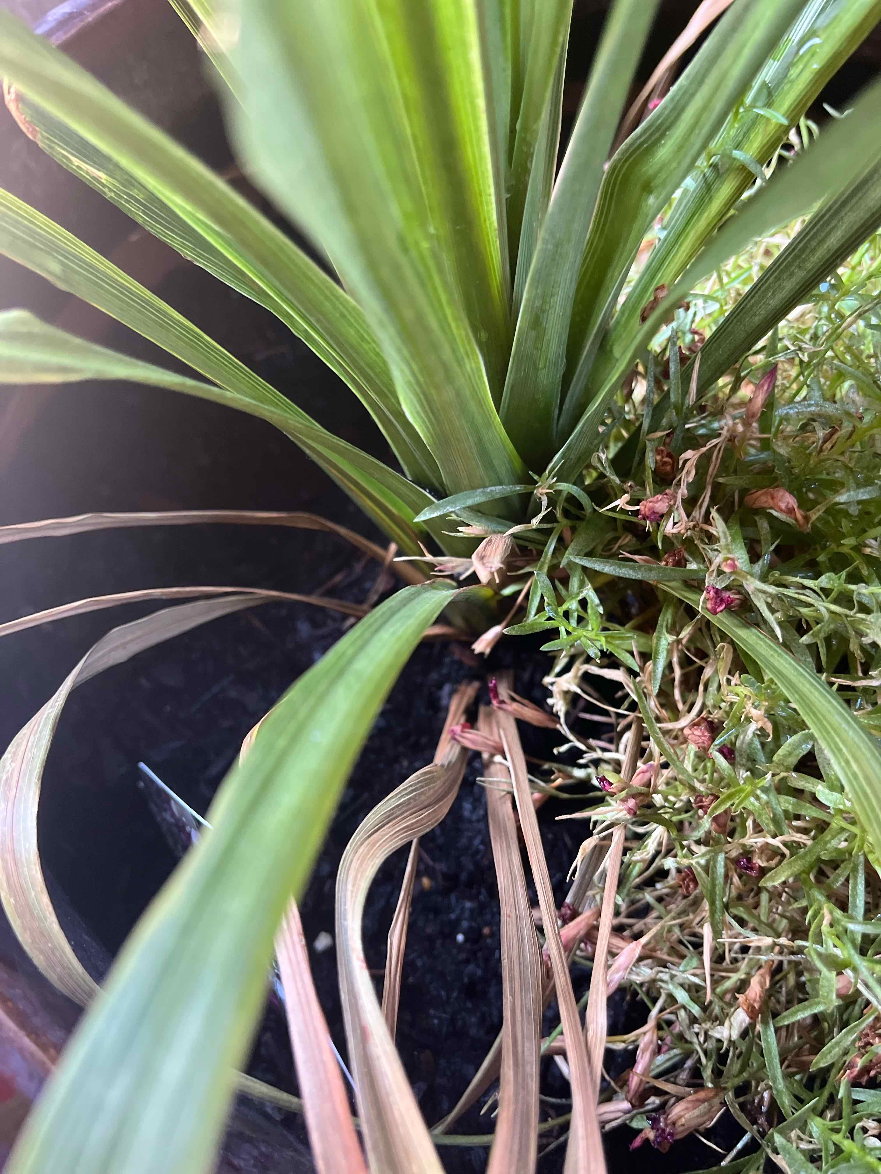 Big Blue Lilyturf plant with some yellowing and browning leaves in a pot.