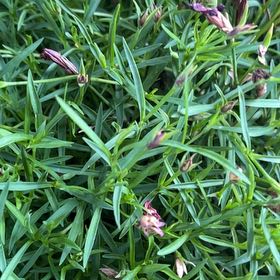 Photo of the plant species Dianthus 'Supra Purple' by @EpitomePecan named Mochi on Greg, the plant care app