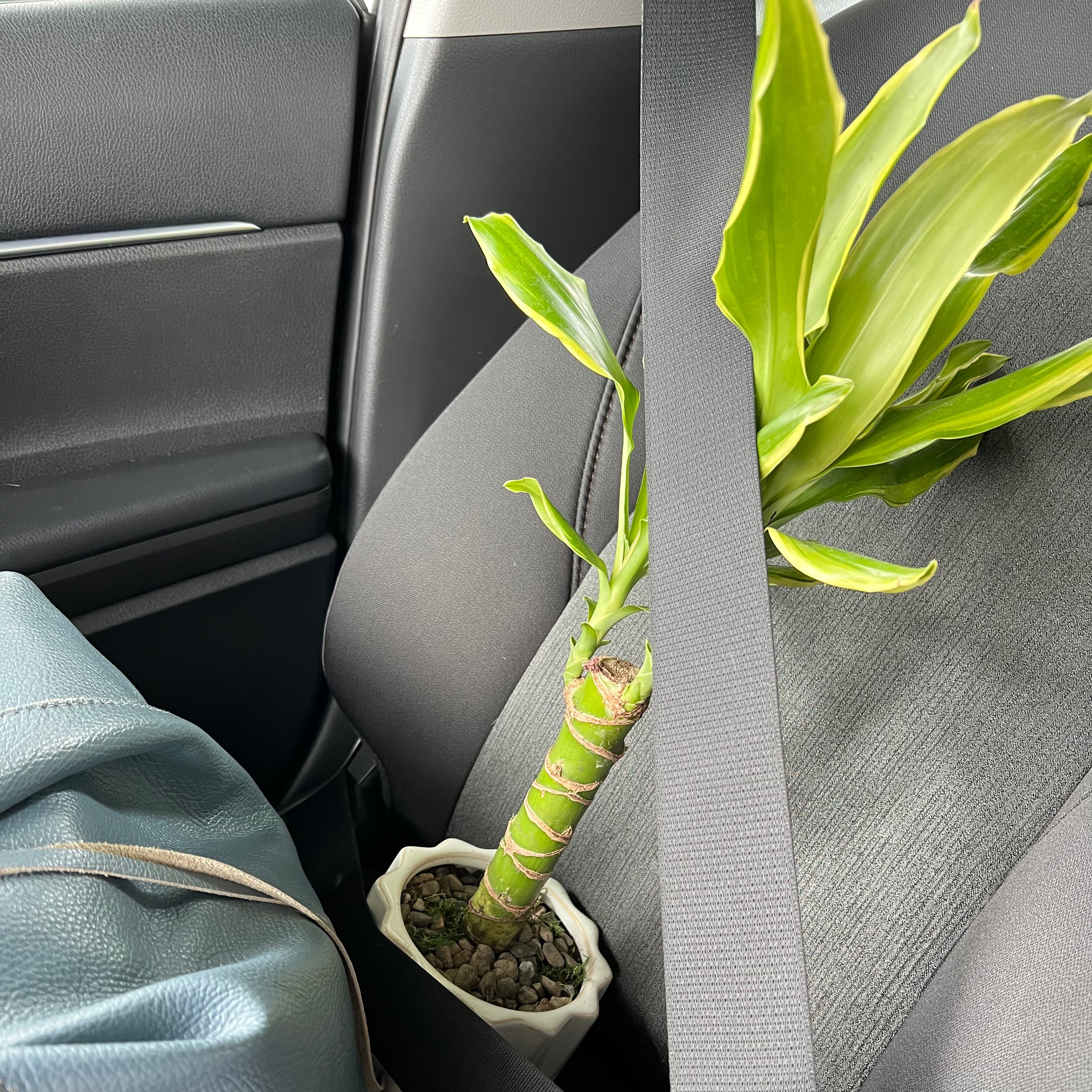 Dracaena 'Sted Sol Cane' plant on a car seat, healthy with vibrant green leaves.