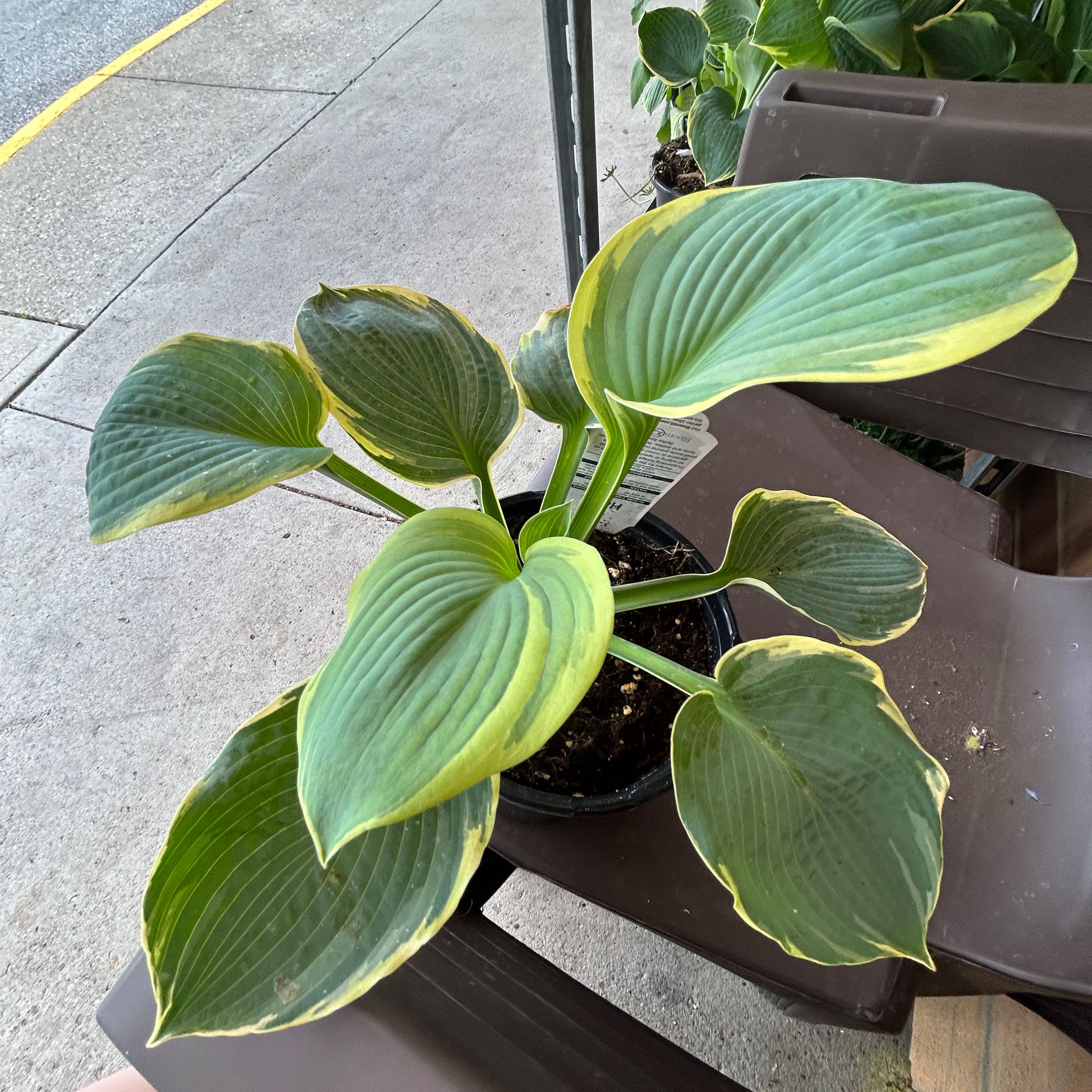 Photo of the plant species Hosta 'Satisfaction' by @WinsomeRustyfig named Navajo on Greg, the plant care app