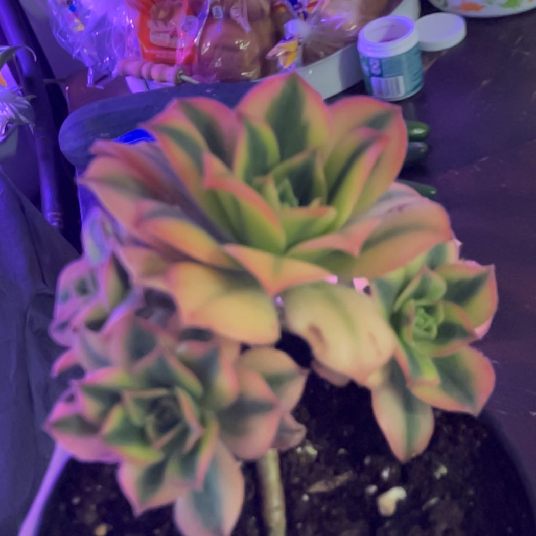 Photo of the plant species Aeonium 'Starburst' by @RootedCandytuft named Star on Greg, the plant care app