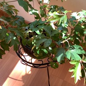 Photo of the plant species Oak Leaf Ivy by @WarmheartedKale named Maya on Greg, the plant care app