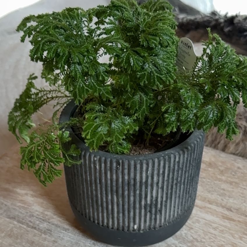 Photo of the plant species frosty fern by @WarmheartedKale named Sir Plancelot on Greg, the plant care app