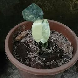 Silver Sword Philodendron plant