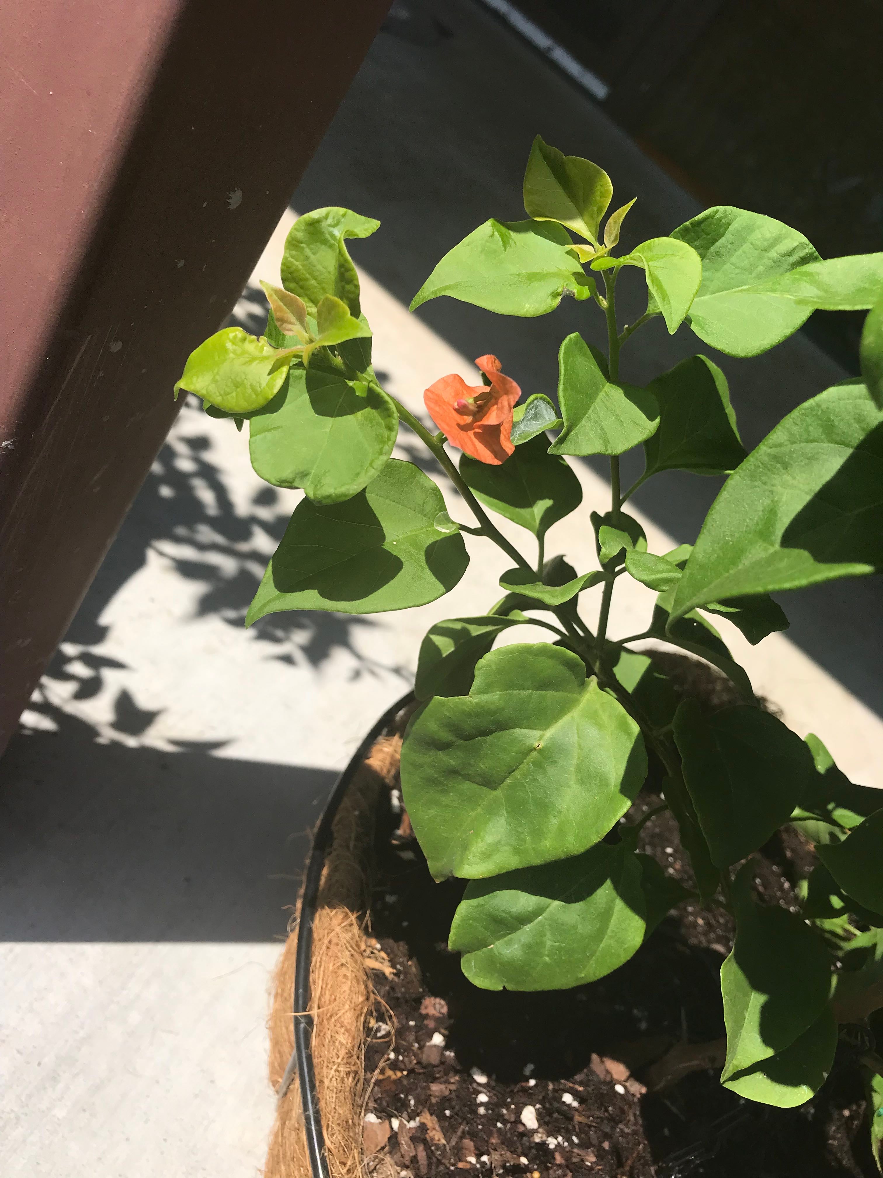 Why Are My Bougainvillea Leaves Curling?