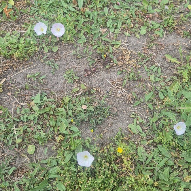 Photo of the plant species Corn Bind by @ActiveRedwood named Delilah on Greg, the plant care app