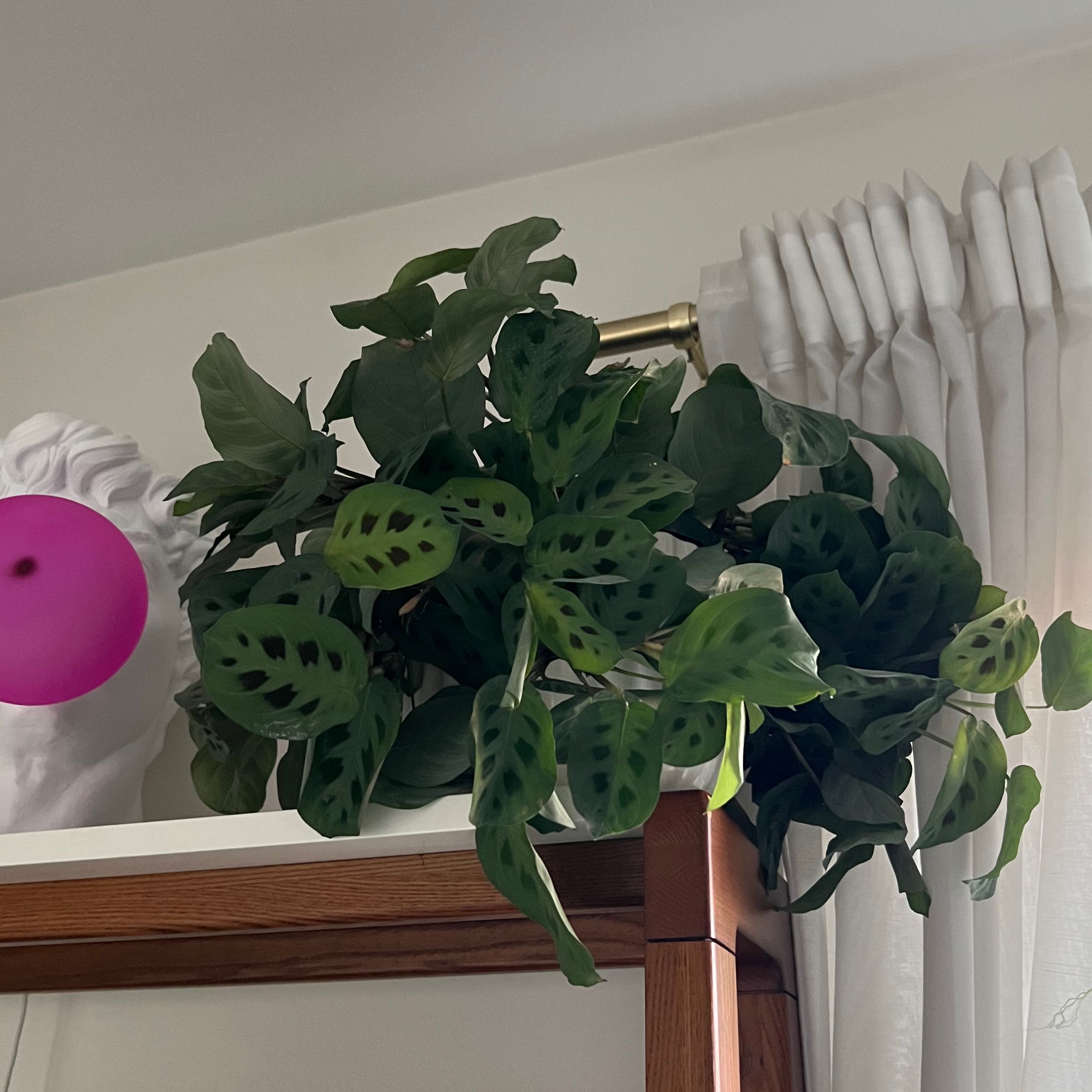 Variegated Prayer Plant on a shelf with vibrant green leaves and characteristic variegation.