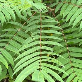 Photo of the plant species Staghorn Sumac by @PureSalsa named Xena on Greg, the plant care app