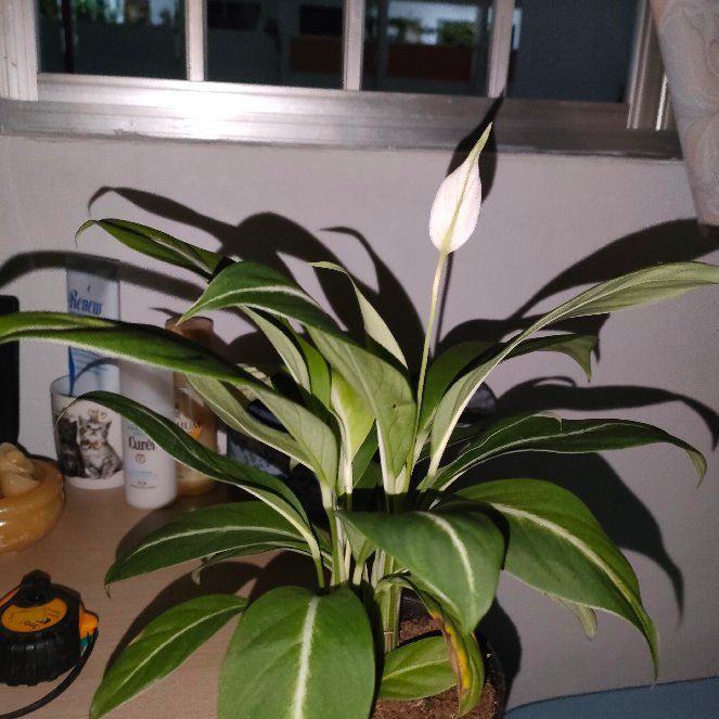 Photo of the plant species Silver Streak Peace Lily by @MasculineAlula named Gin Sen on Greg, the plant care app