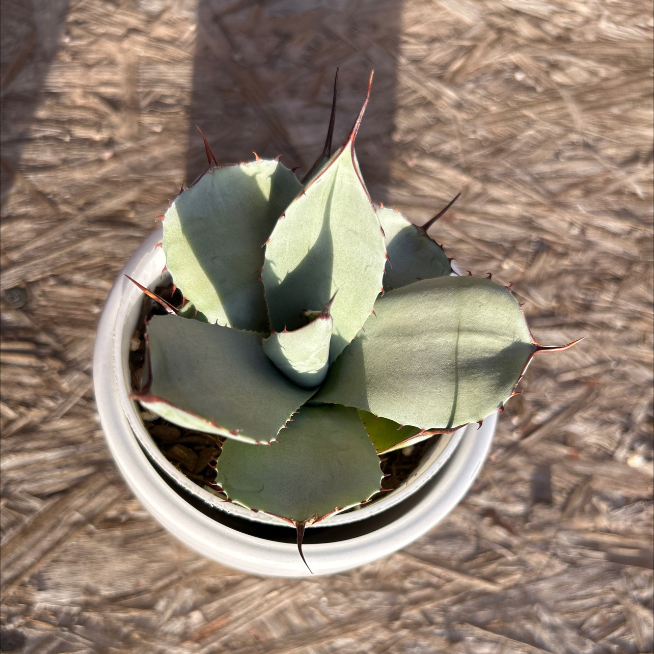 Top view of a healthy Parry's Agave plant in a white pot.