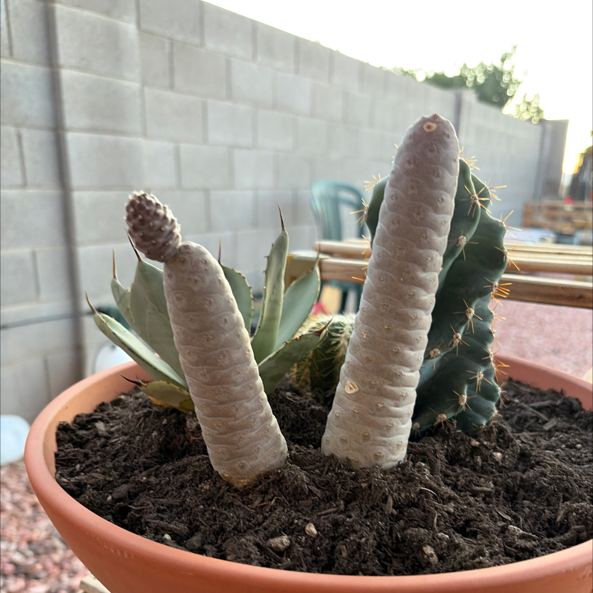Photo of the plant species Pine Cone cactus by @Azplantchic named Ingrid on Greg, the plant care app