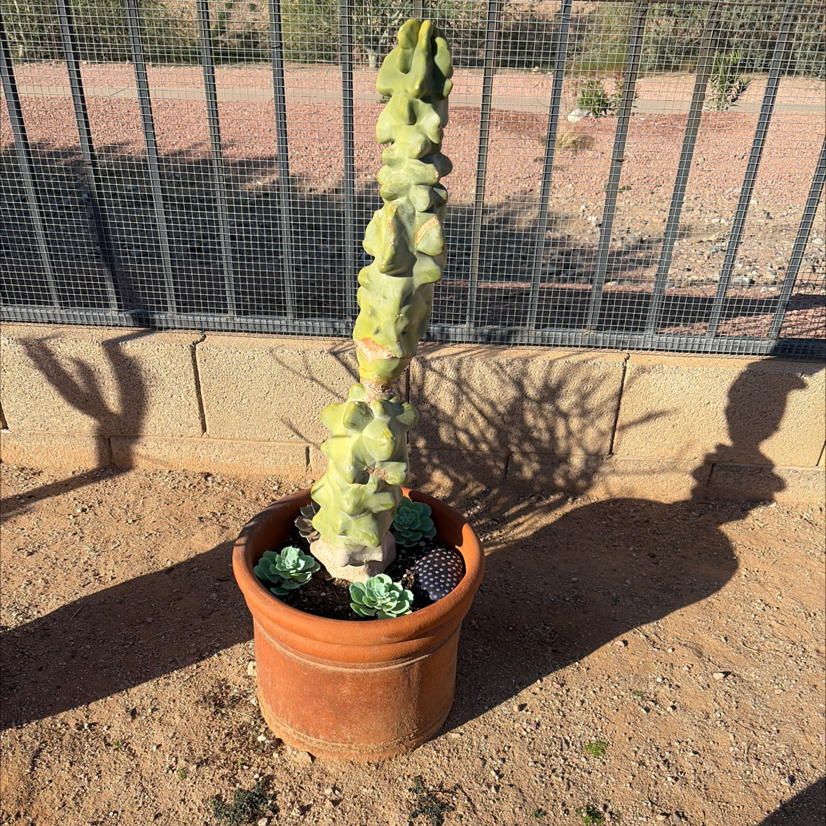 Photo of the plant species Totem Pole Cactus by @Azplantchic named Ziza on Greg, the plant care app