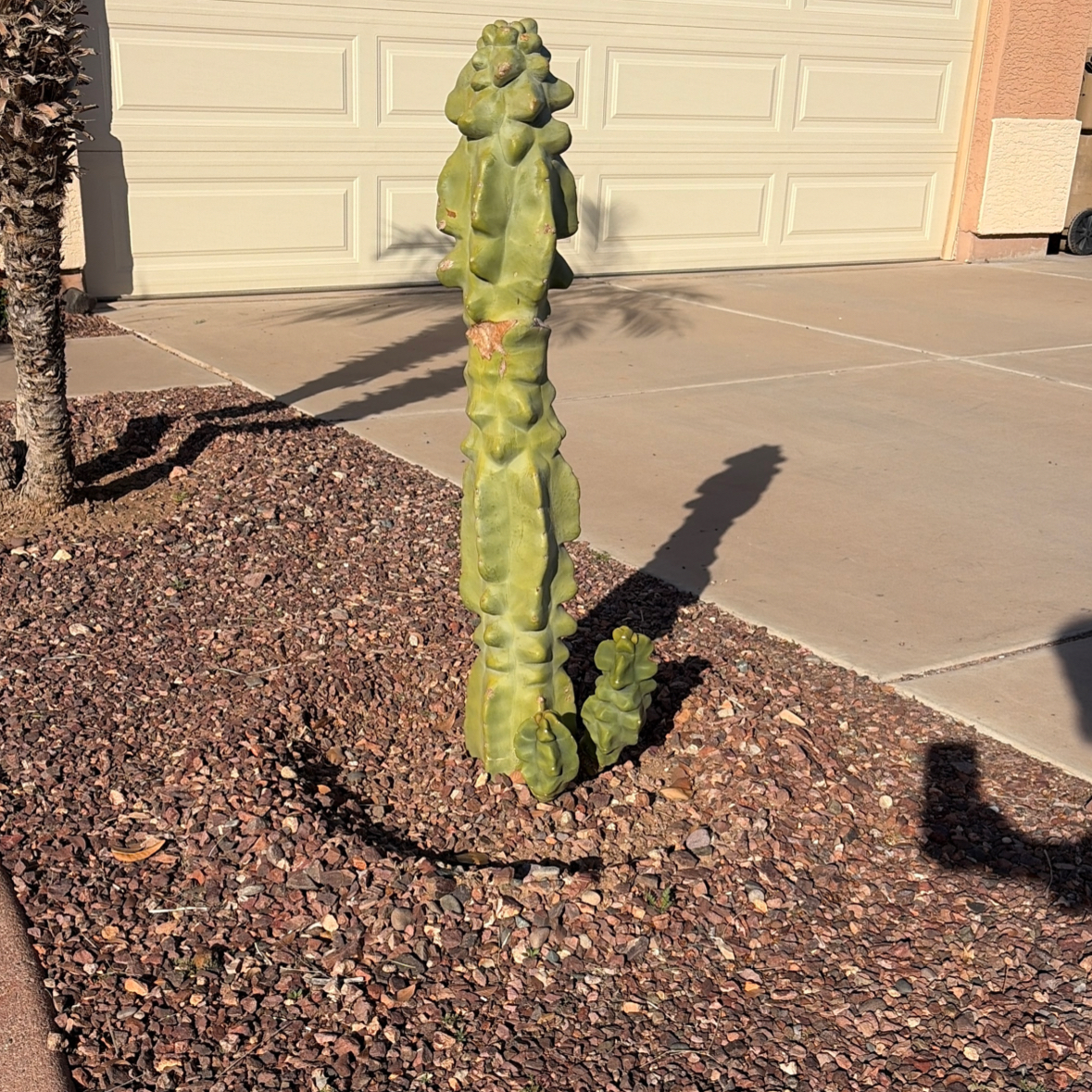 Photo of the plant species Totem Pole Cactus by @Azplantchic named Zion on Greg, the plant care app