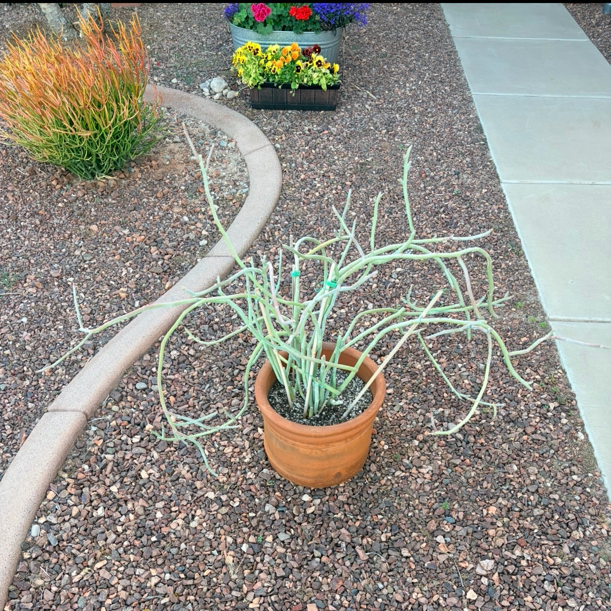 Photo of the plant species Pedilanthus macrocarpus by @Azplantchic named Mildred on Greg, the plant care app