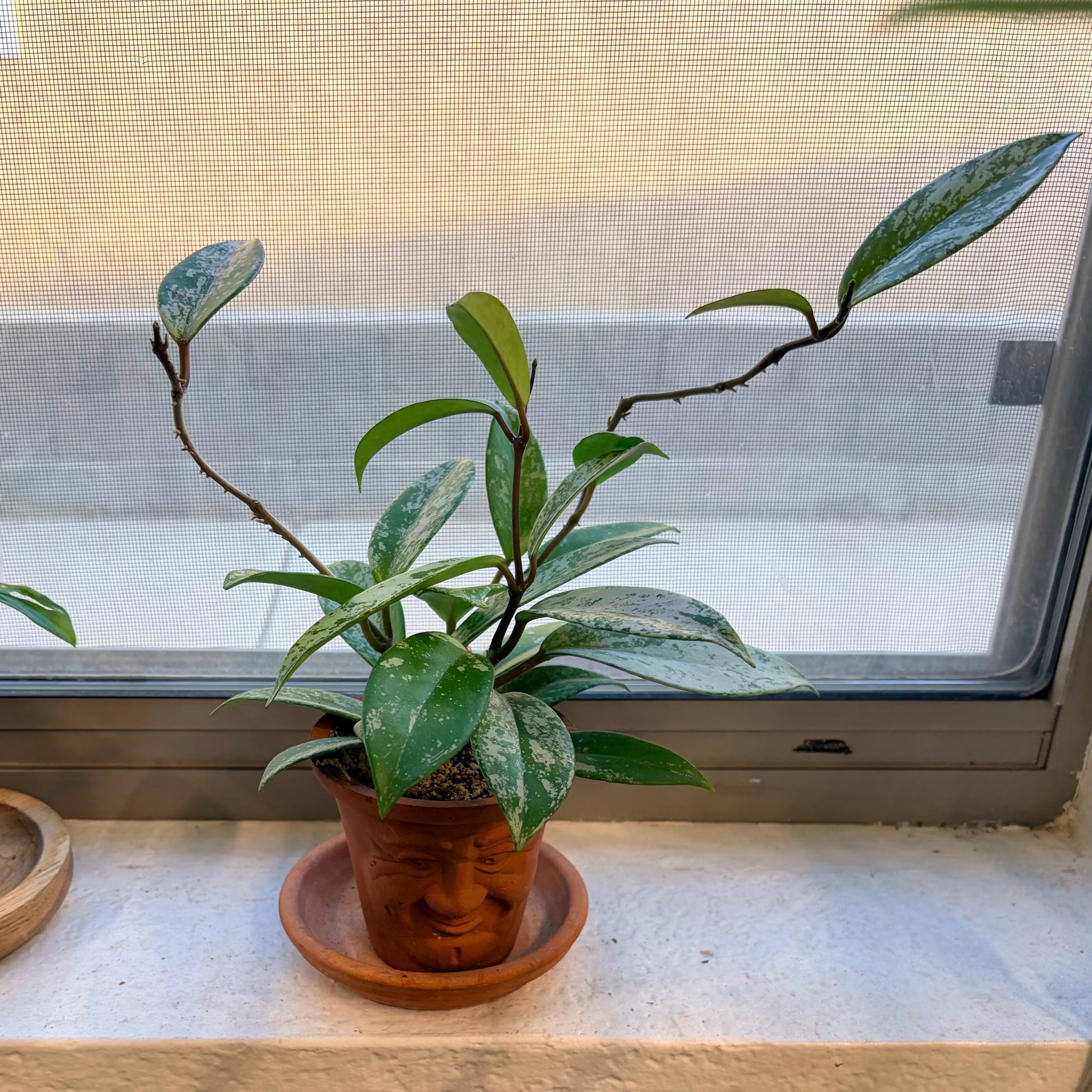Photo of the plant species Speckle Hoya Publcalyx by @Azplantchic named Alice on Greg, the plant care app