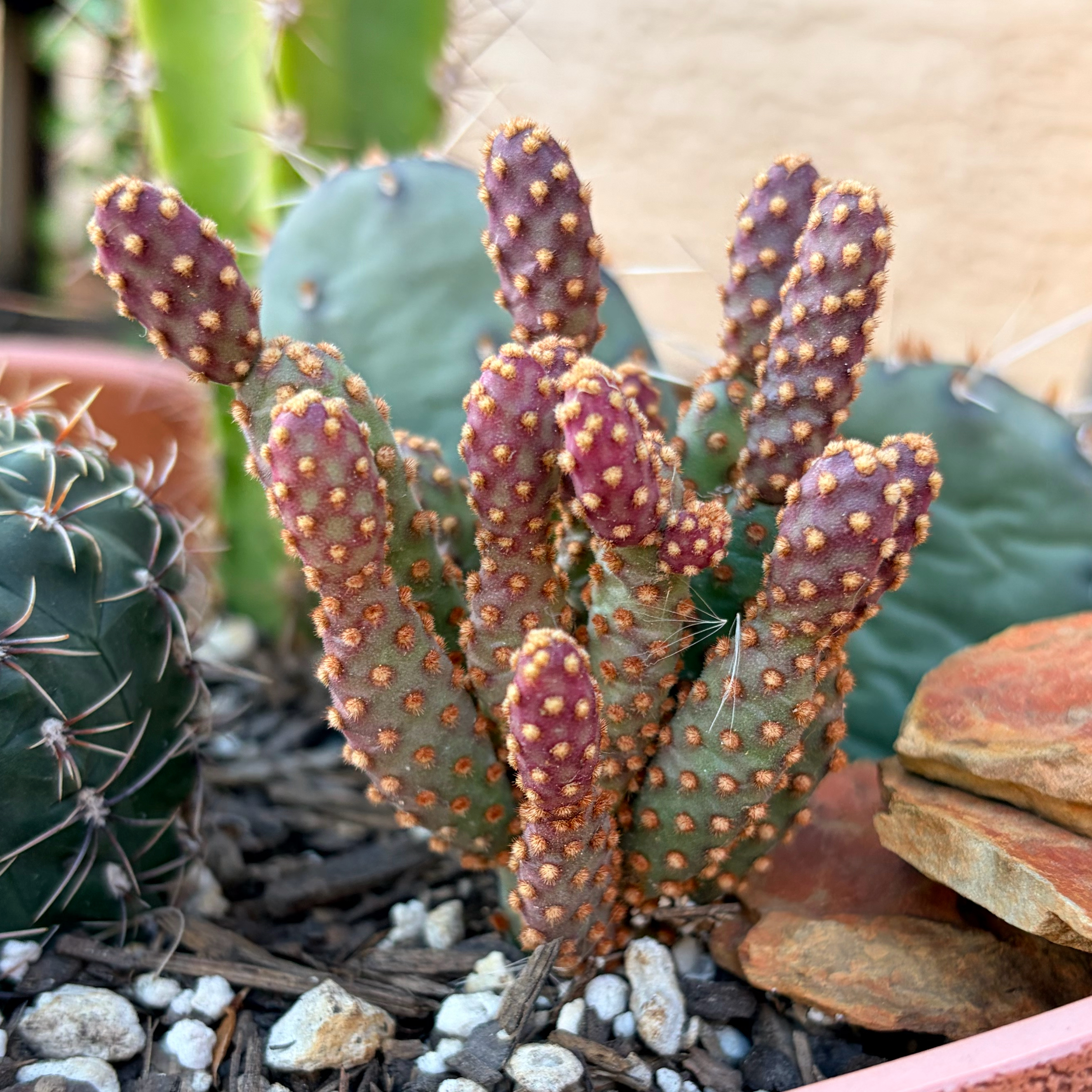 Photo of the plant species Miniature Cinnamon Cactus by @Azplantchic named Mini on Greg, the plant care app