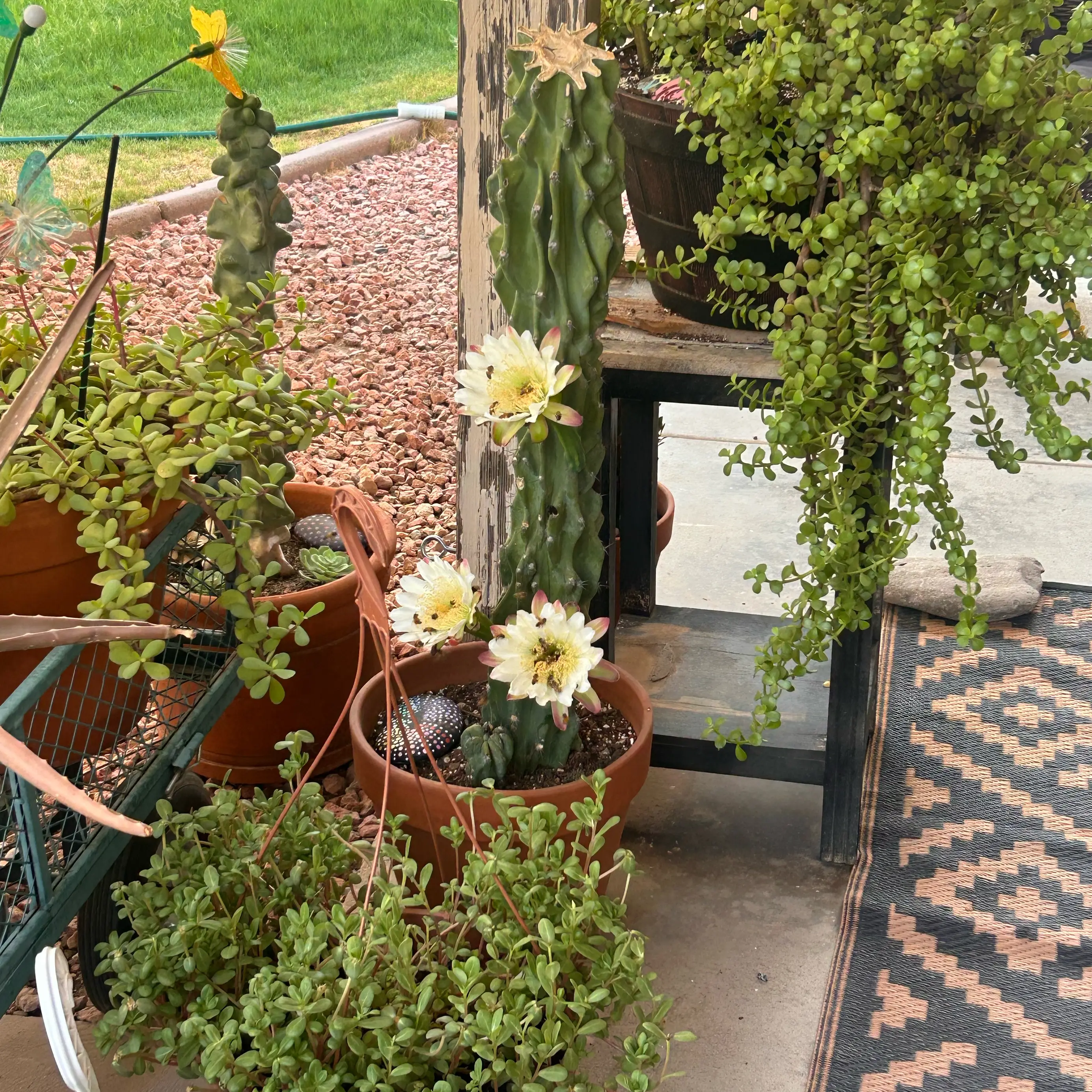 Photo of the plant species Curiosity Cactus by @Azplantchic named Maxwell on Greg, the plant care app