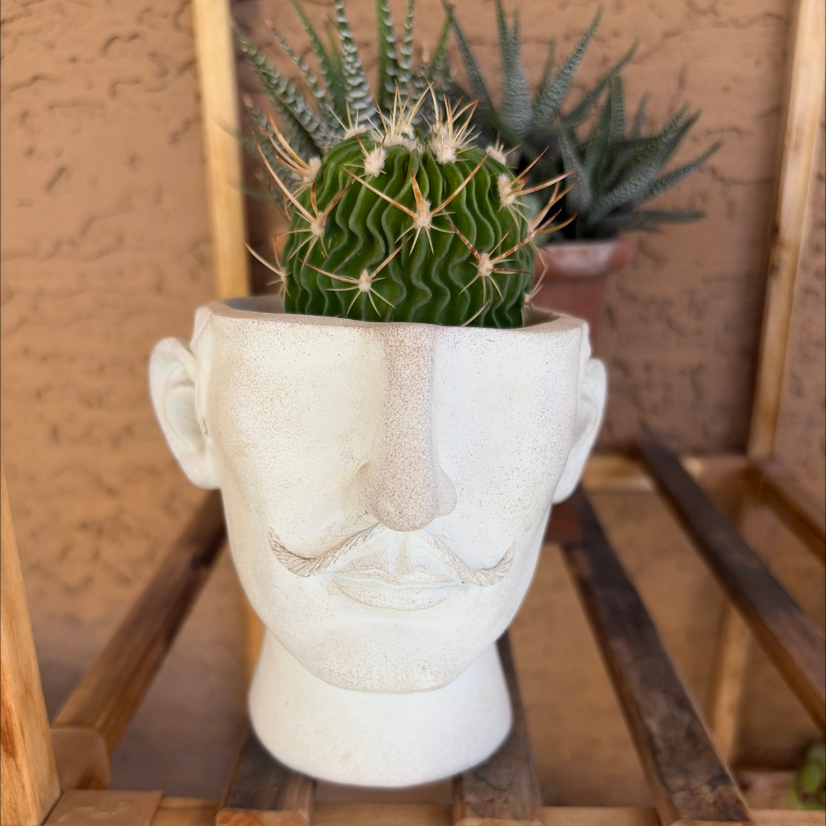 Photo of the plant species Tepenexcomitl by @Azplantchic named Pierre on Greg, the plant care app