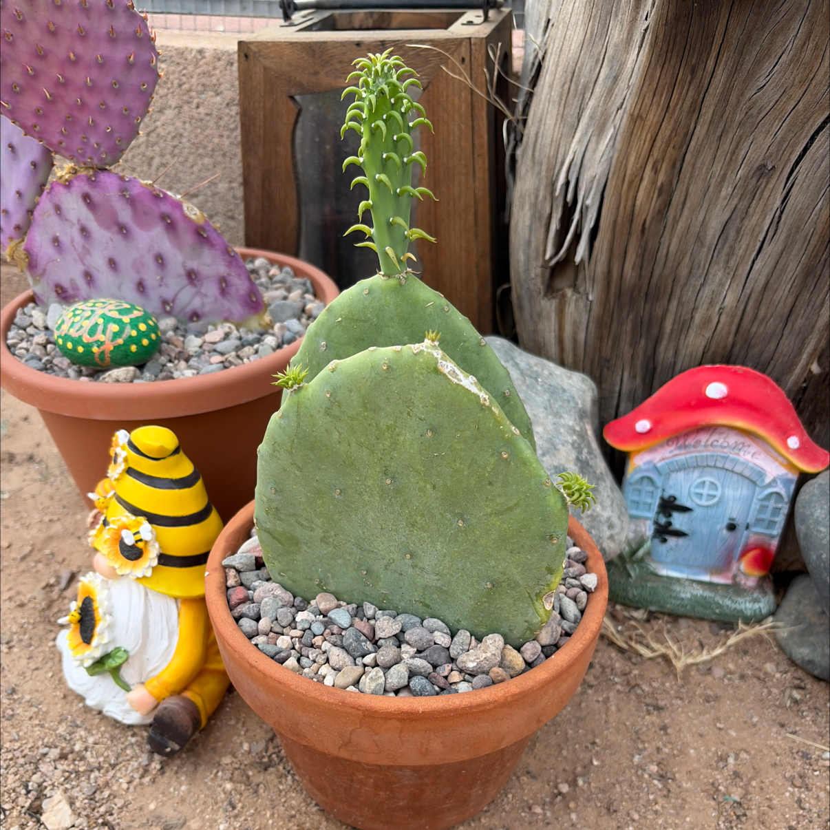Photo of the plant species Spineless Prickly Pear by @Azplantchic named Peter on Greg, the plant care app