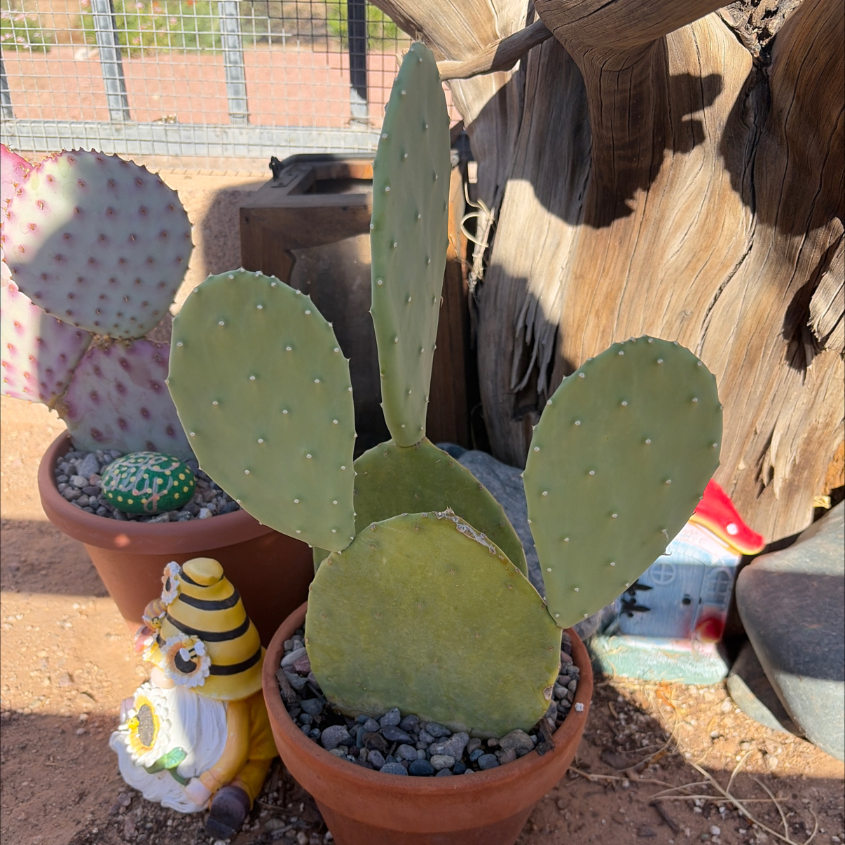 Photo of the plant species Spineless Prickly Pear by @Azplantchic named Peter on Greg, the plant care app