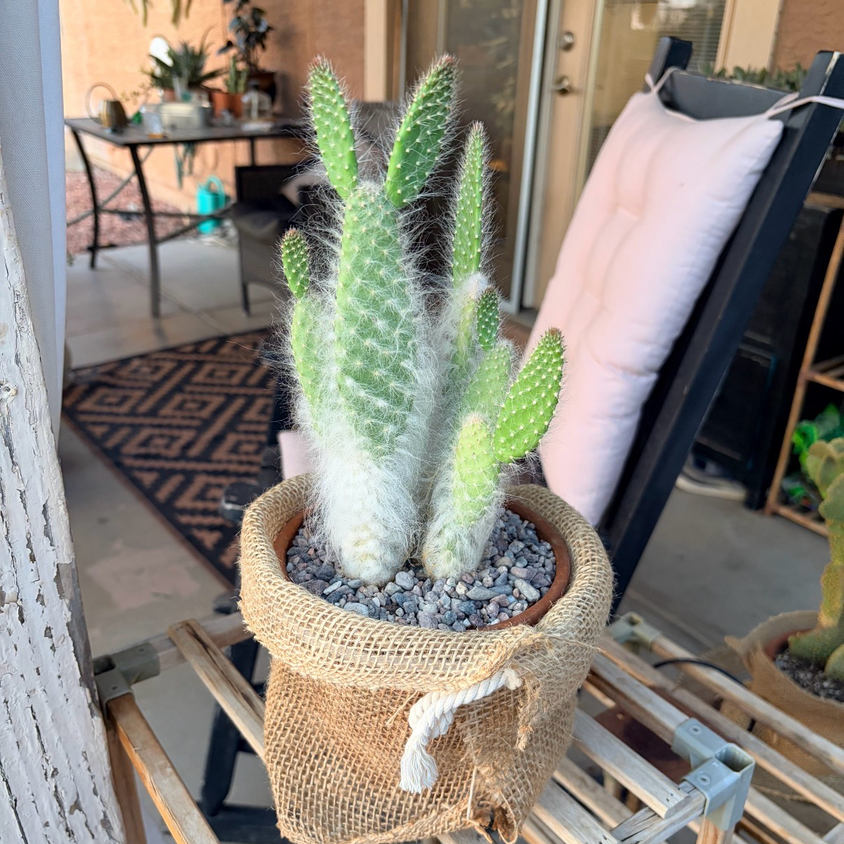 Photo of the plant species Old Man Prickly-pear by @Azplantchic named Elmer on Greg, the plant care app
