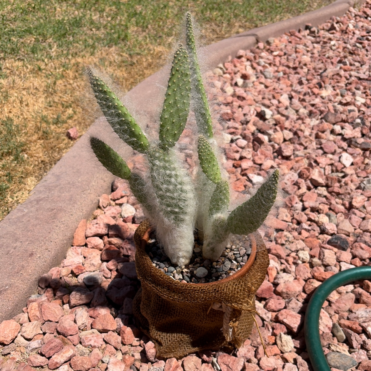Photo of the plant species Old Man Prickly-pear by @Azplantchic named Elmer on Greg, the plant care app