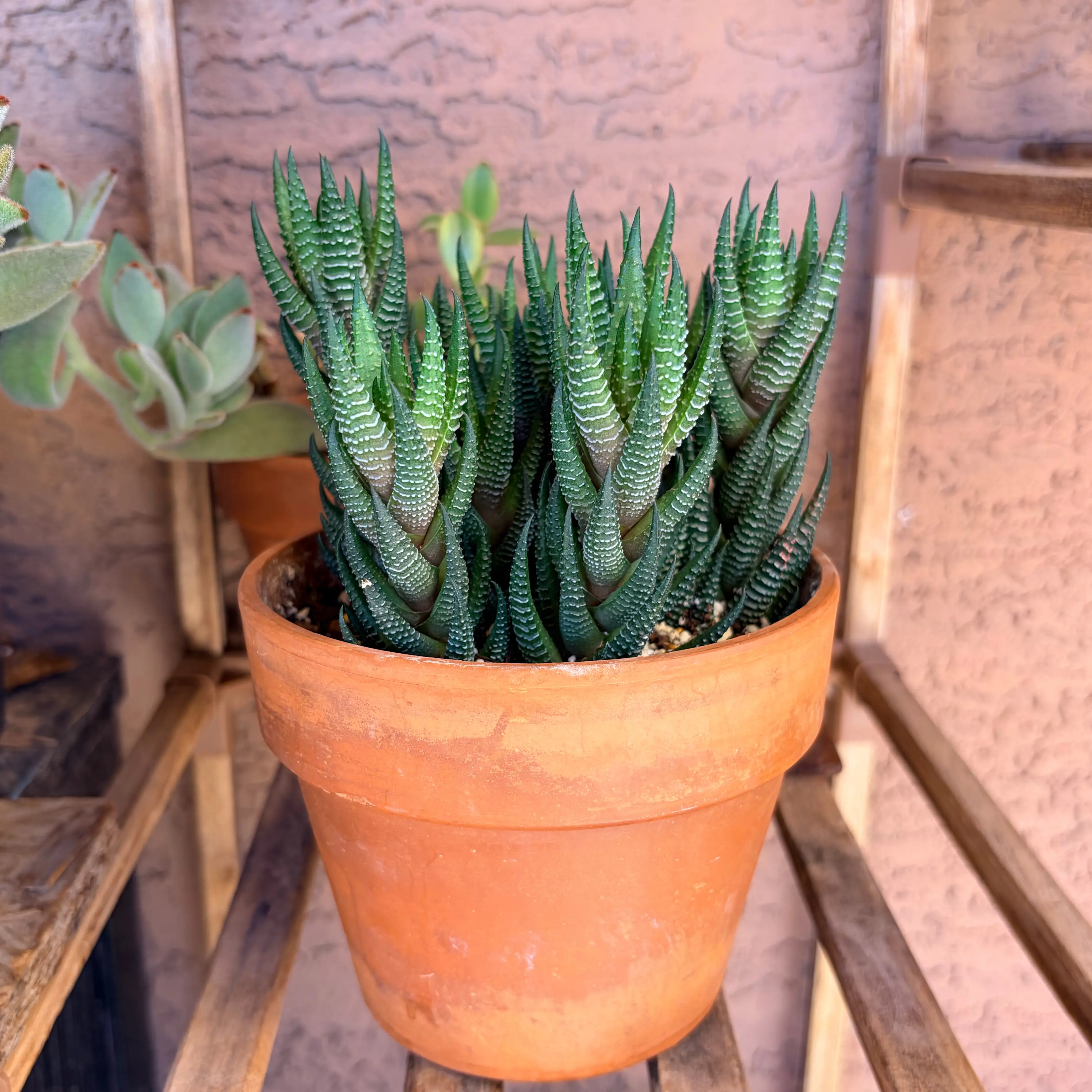 Photo of the plant species Crowded Haworthia by @Azplantchic named Marshall on Greg, the plant care app