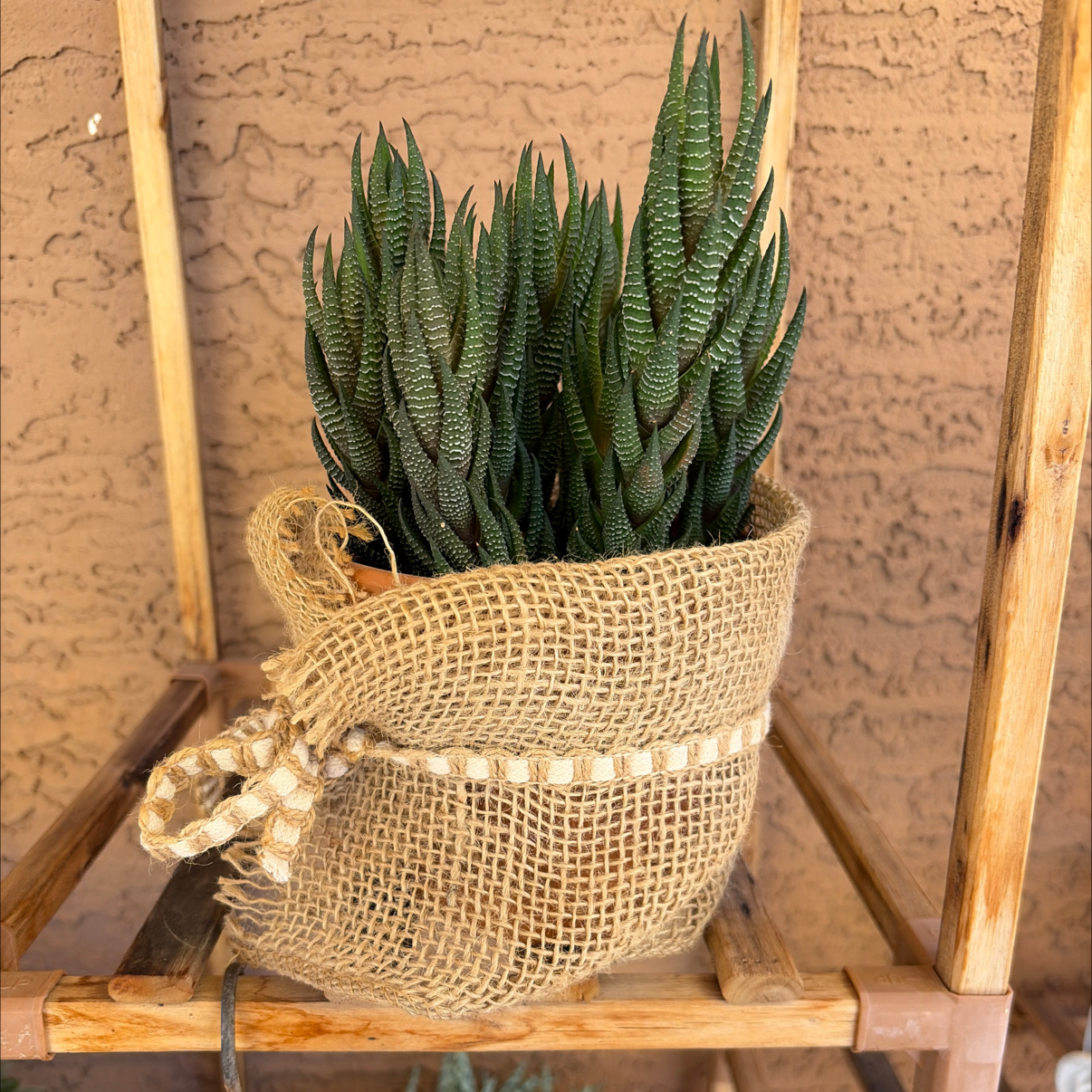 Photo of the plant species Crowded Haworthia by @Azplantchic named Marshall on Greg, the plant care app