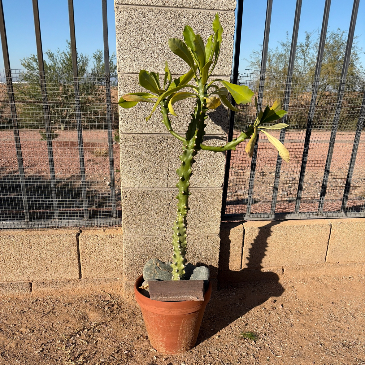 Photo of the plant species Sullu Spurge by @Azplantchic named Sully on Greg, the plant care app