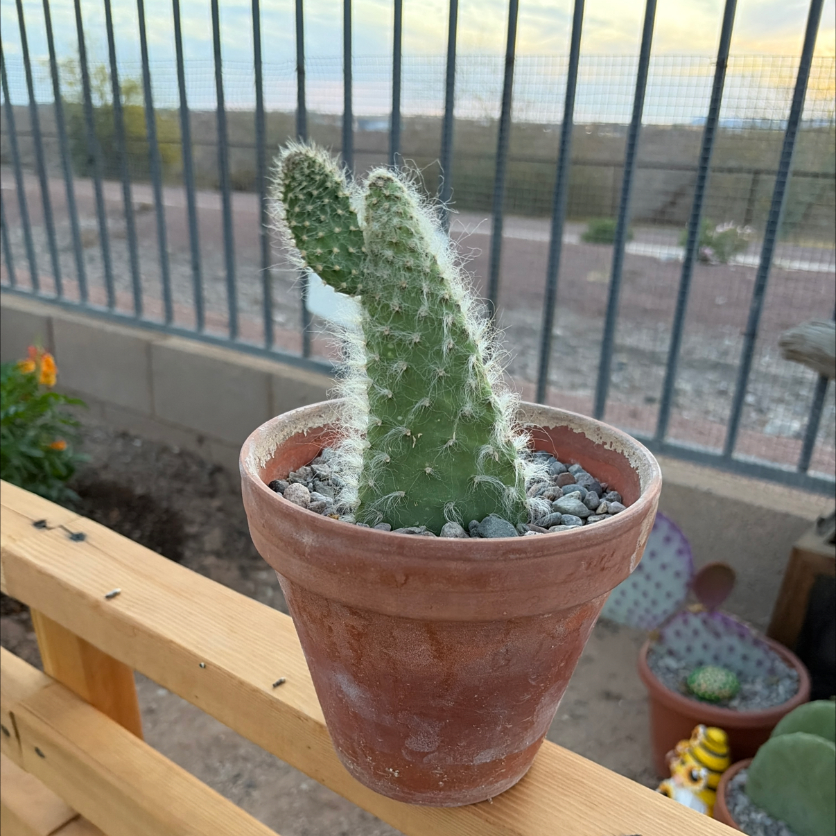 Photo of the plant species Old Man Prickly-pear by @Azplantchic named Max on Greg, the plant care app