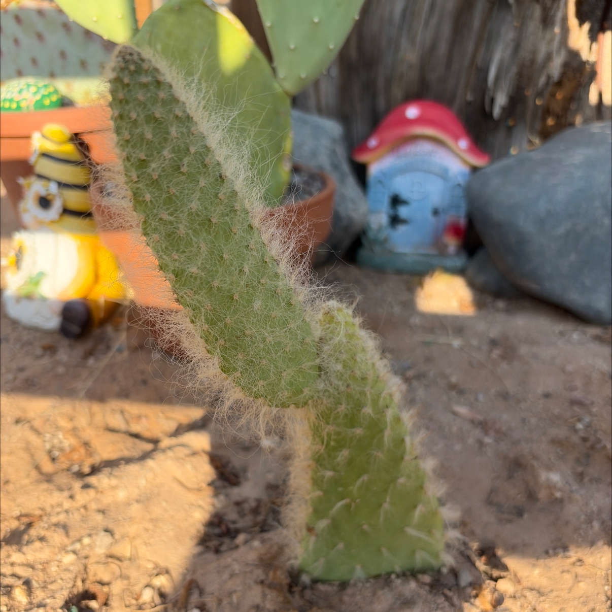 Photo of the plant species Old Man Prickly-pear by @Azplantchic named Max on Greg, the plant care app