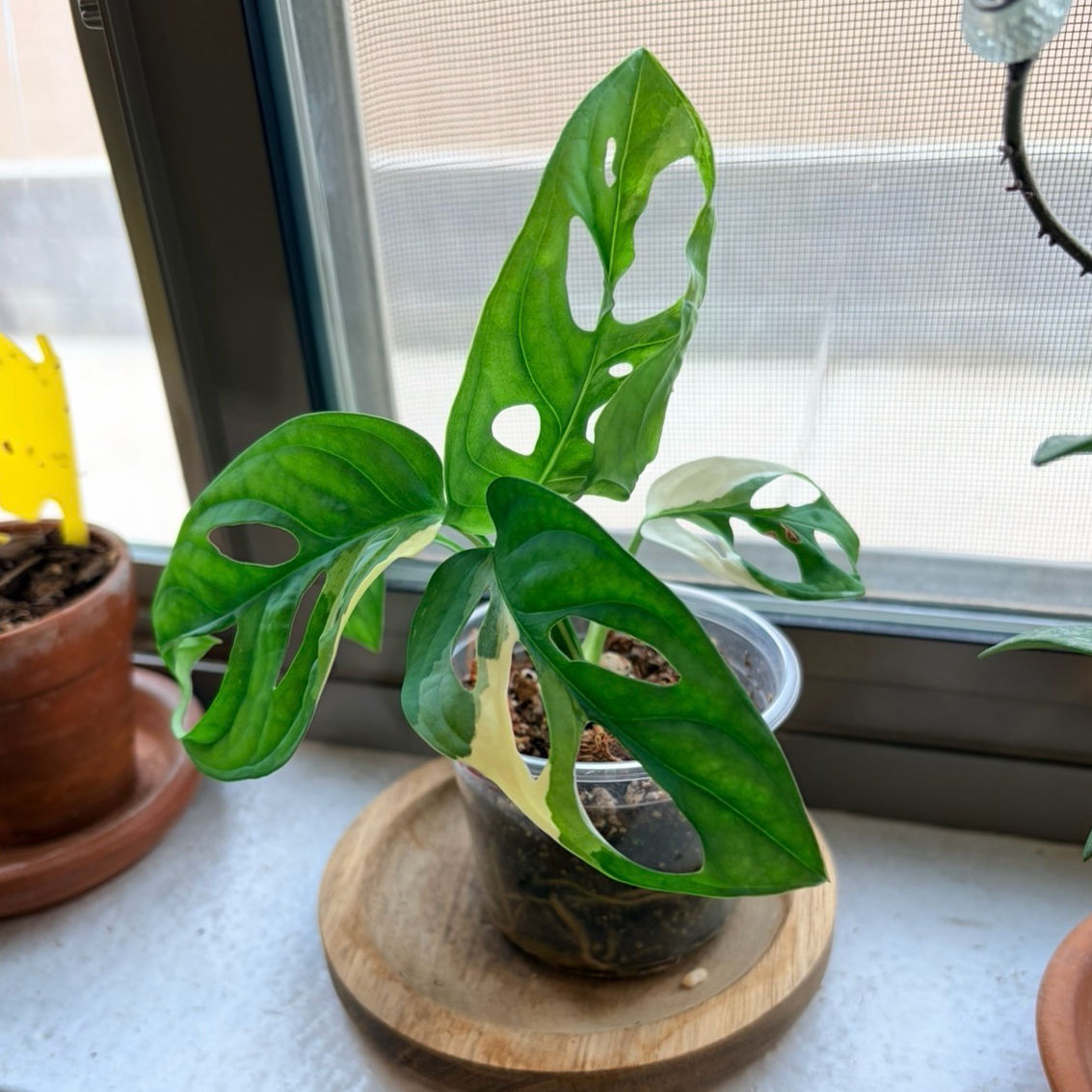 Photo of the plant species Variegated Monstera Adansonii 'Albo' by @Azplantchic named Mavis on Greg, the plant care app