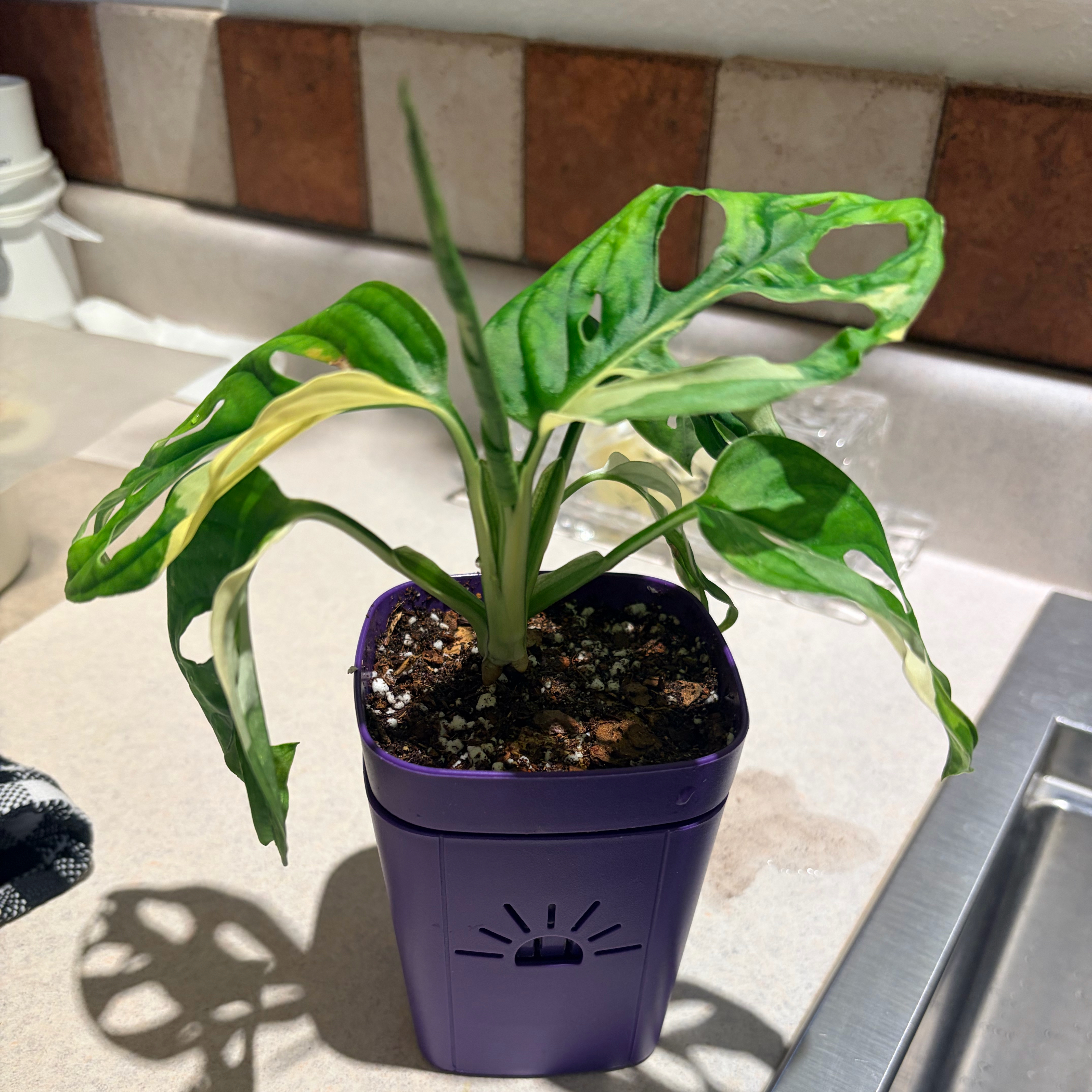 Photo of the plant species Variegated Monstera Adansonii 'Albo' by @Azplantchic named Mavis on Greg, the plant care app