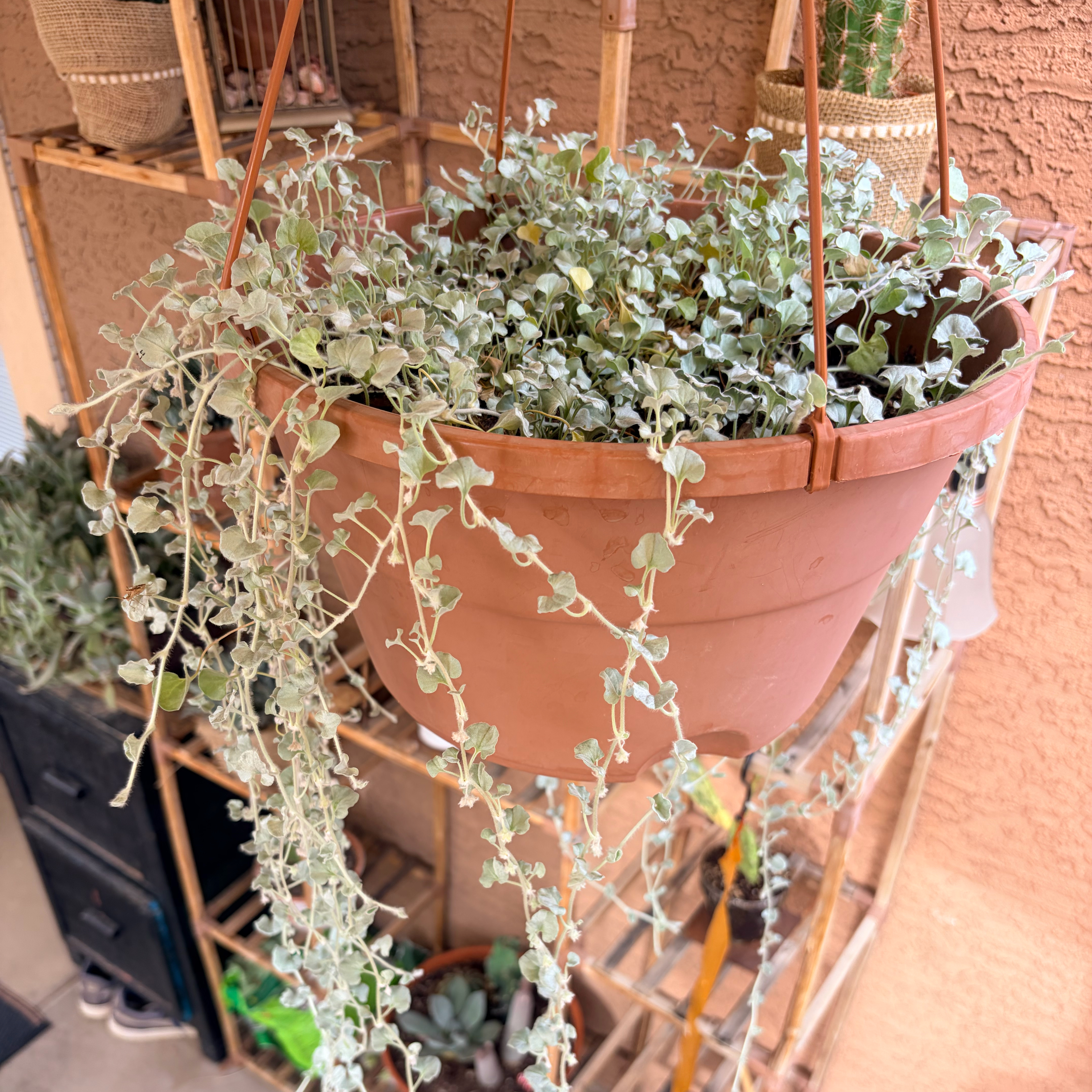 Photo of the plant species Silver Falls Dichondra by @Azplantchic named Millie on Greg, the plant care app