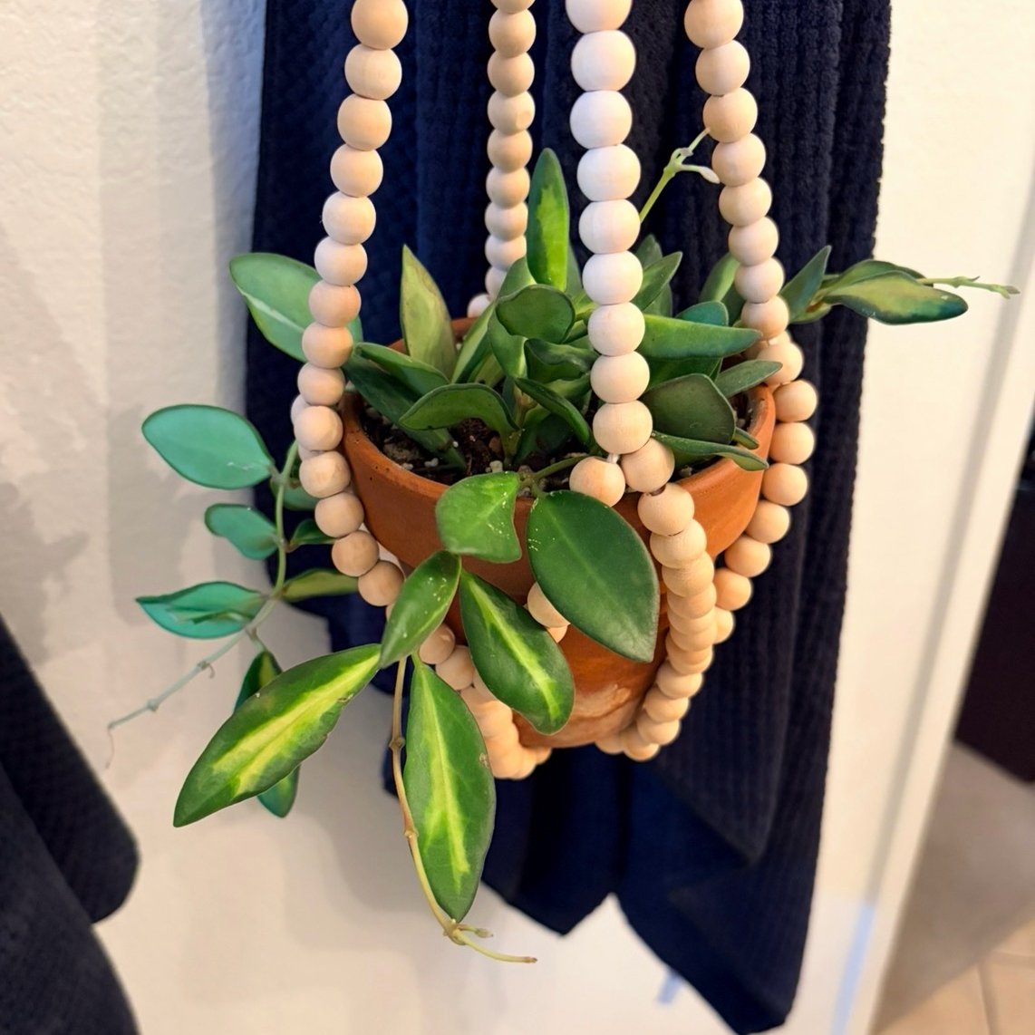 Photo of the plant species hoya burtoniae variegata by @Azplantchic named Presley on Greg, the plant care app