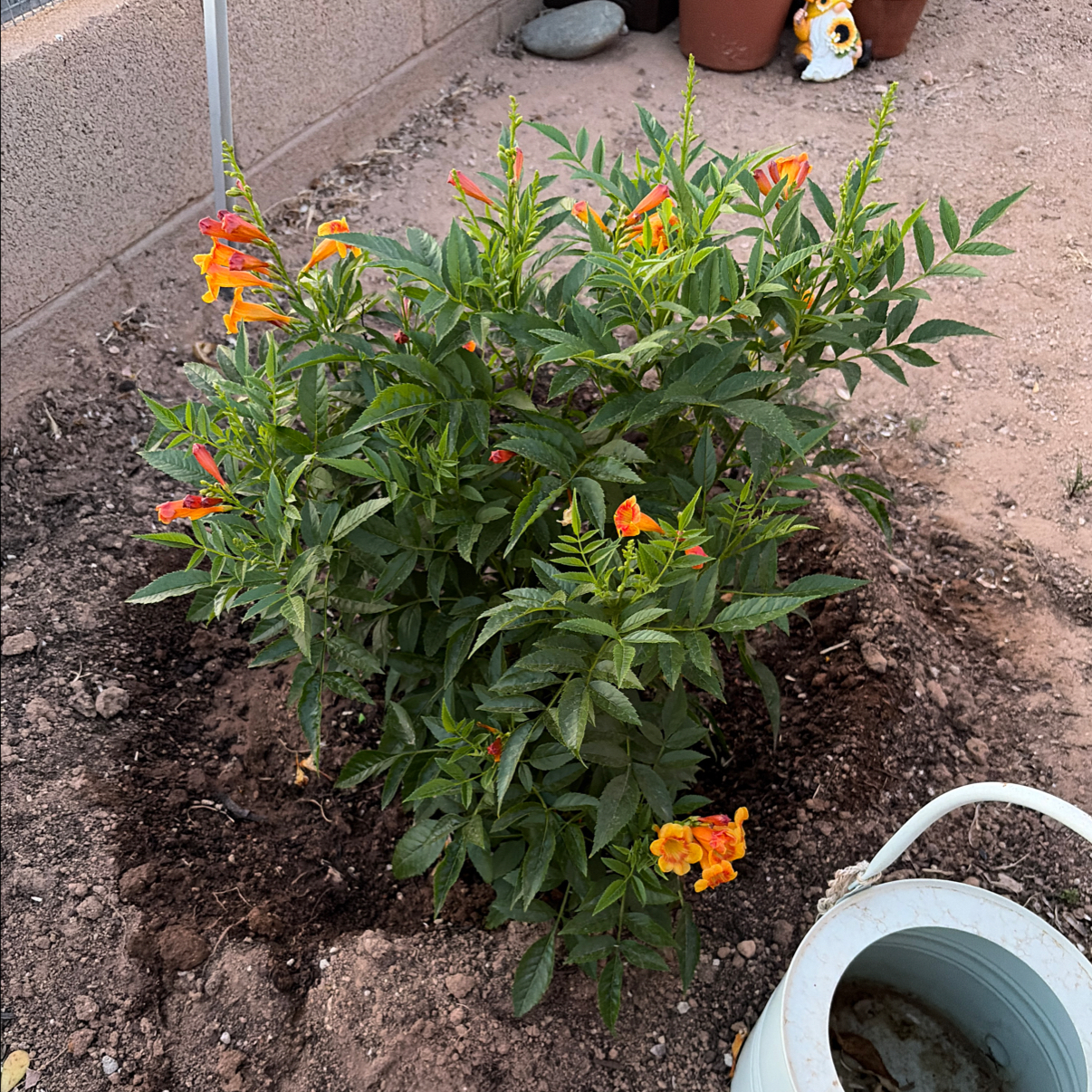 Photo of the plant species Tecoma 'Sparky' by @Azplantchic named Bell on Greg, the plant care app