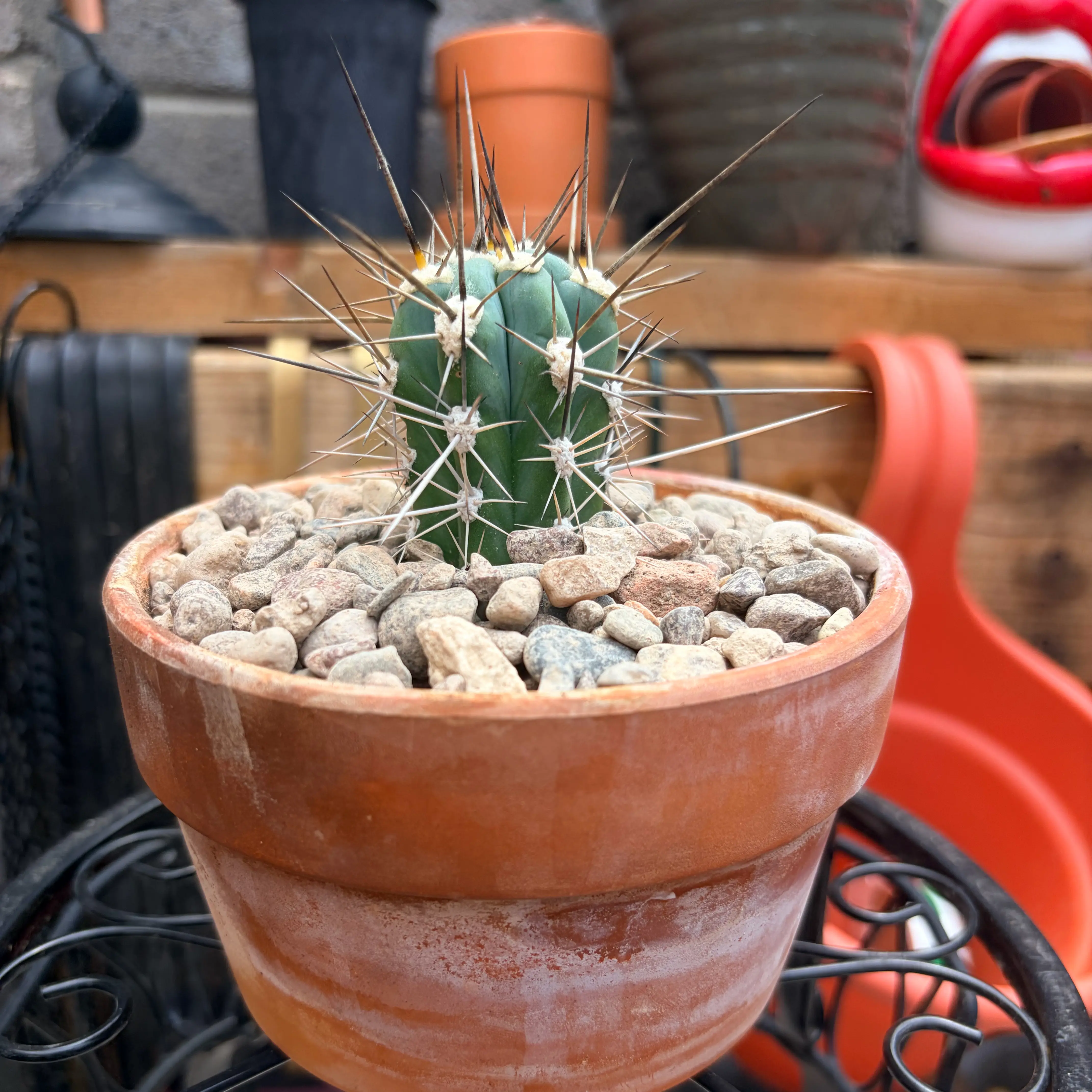 Photo of the plant species Toothpick Cactus by @Azplantchic named Wayne on Greg, the plant care app